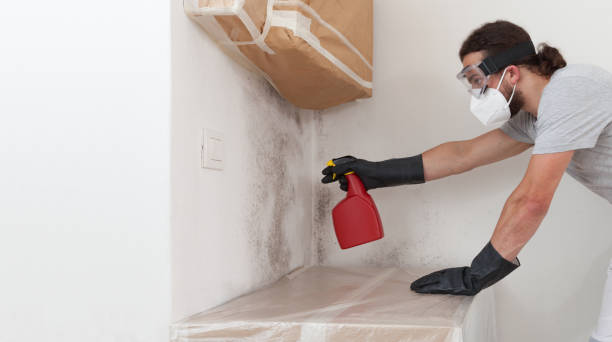 Basement Mold Remediation treatment on basement walls in Sammamish