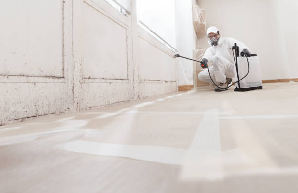 Black mold remediation team in Sammamish